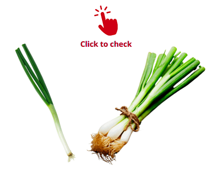 spring-onion-spring-onions-vocabulary-exercise