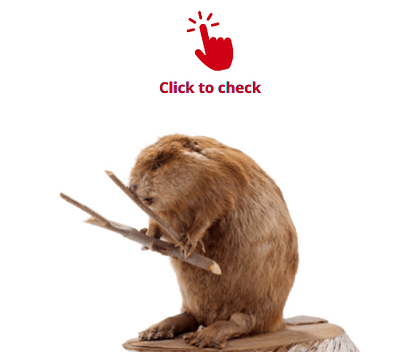 beaver-vocabulary-exercise