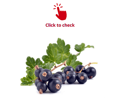 black-currants-vocabulary-exercise