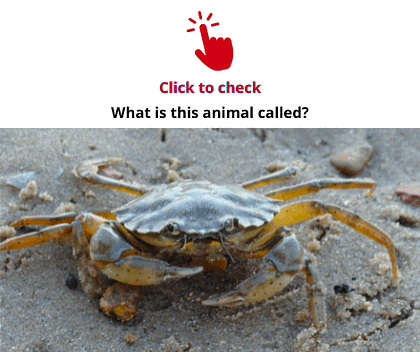 crab-vocabulary-exercise