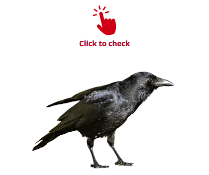 crow-vocabulary-exercise