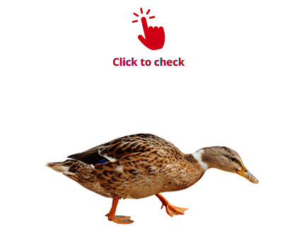duck-vocabulary-exercise