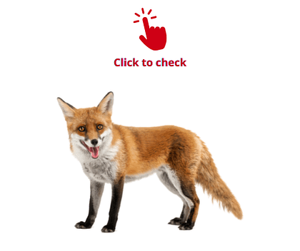 fox-vocabulary-exercise