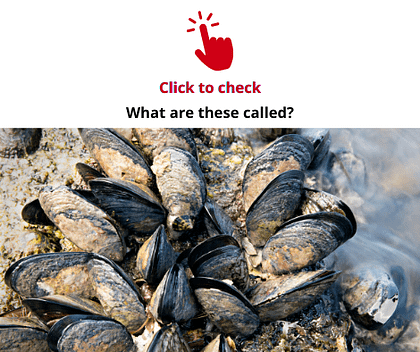 mussels-vocabulary-exercise