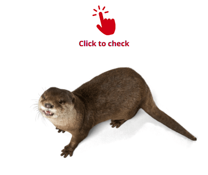 otter-vocabulary-exercise