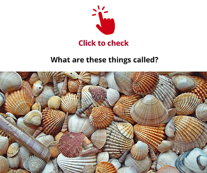 seashells-vocabulary-exercise